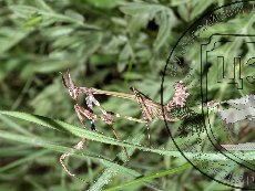 Эмпуза полосатая 002